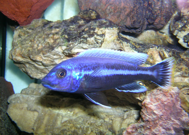 Melanochromis chipokae