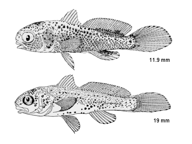 Menticirrhus littoralis