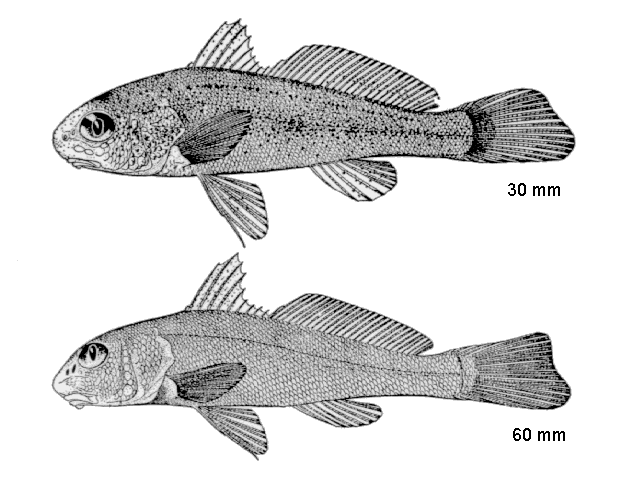 Menticirrhus littoralis