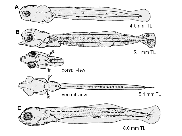 Menidia menidia