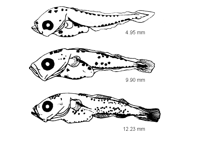 Merlangius merlangus