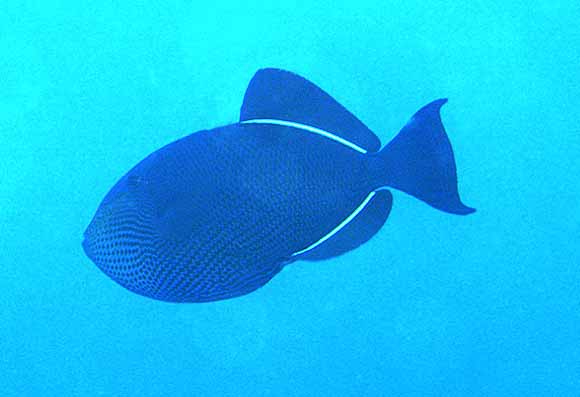 Melichthys niger