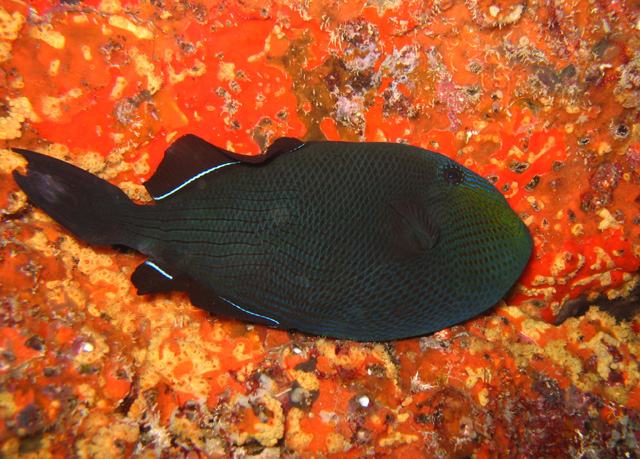 Melichthys niger