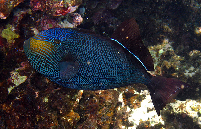 Melichthys niger