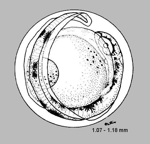 Merluccius productus