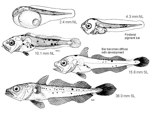 Merluccius productus