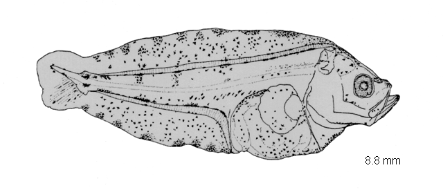 Microstomus achne