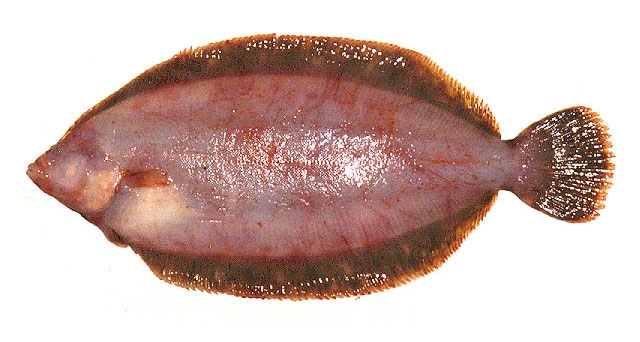 Microstomus achne