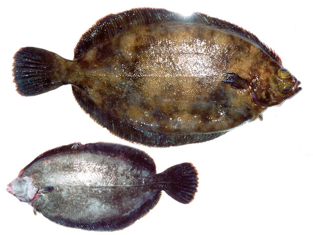 Microstomus achne