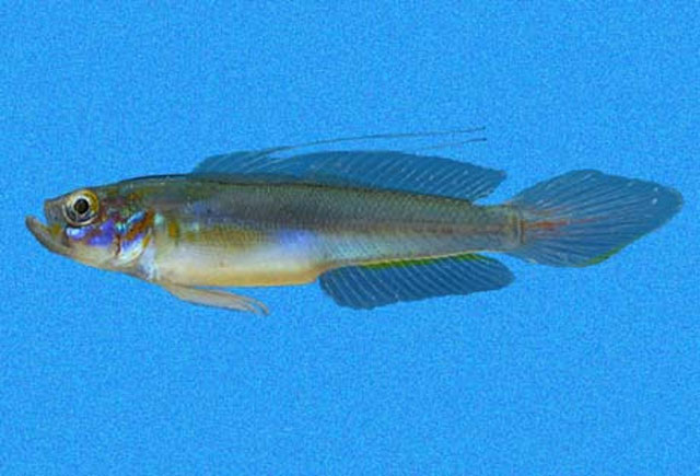 Microgobius crocatus