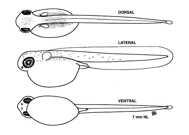 Micropterus dolomieu