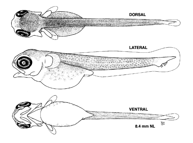 Micropterus dolomieu