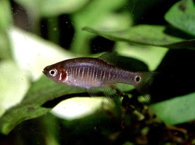 Danio erythromicron