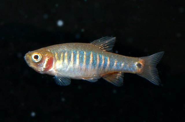 Danio erythromicron