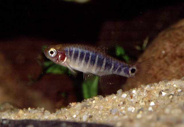 Danio erythromicron