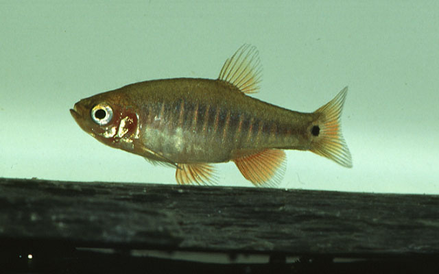 Danio erythromicron