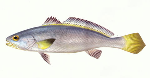 Miichthys miiuy