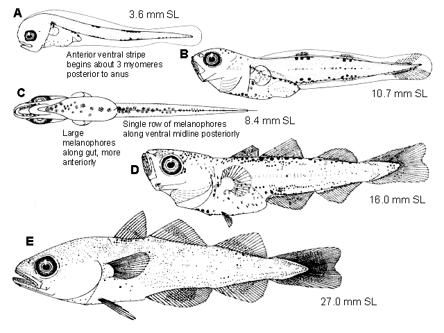 Microgadus proximus