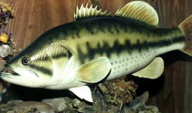 Micropterus salmoides