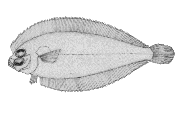 Monolene antillarum