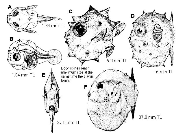 Mola mola