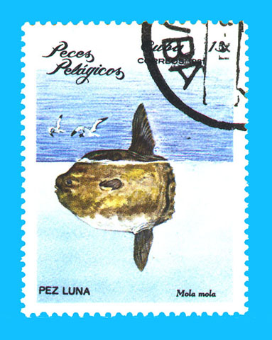 Mola mola