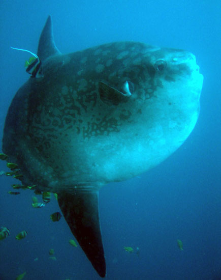 Mola mola