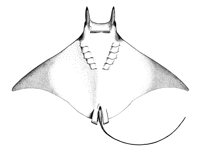 Mobula munkiana