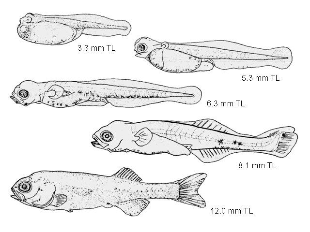 Morone saxatilis