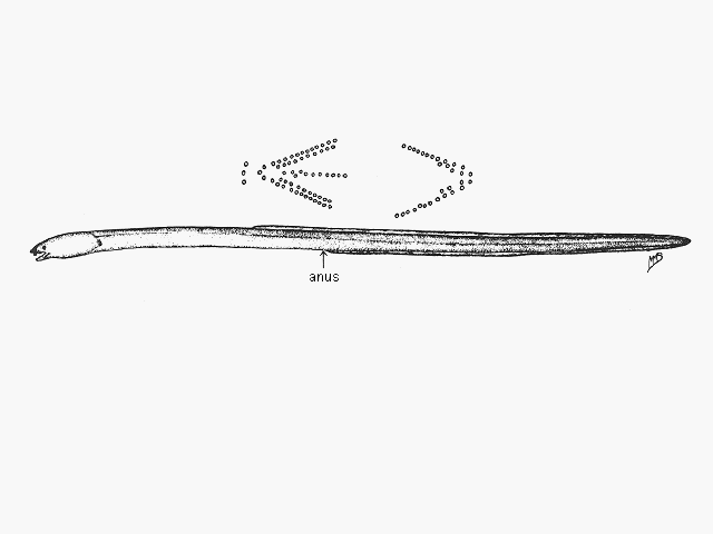 Scolecenchelys xorae