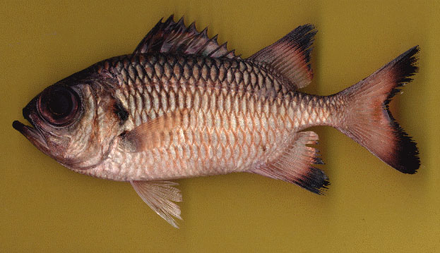 Myripristis adusta