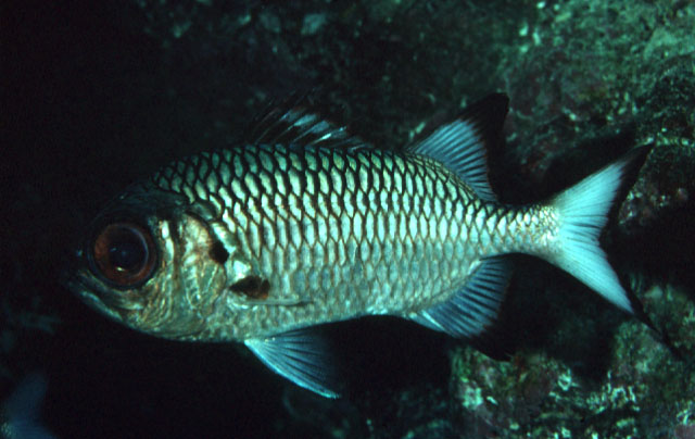 Myripristis adusta