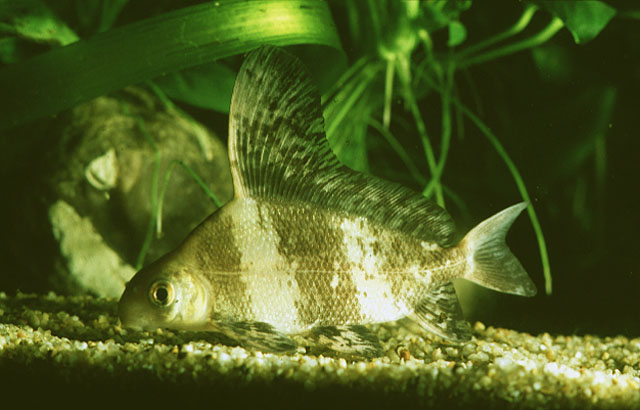 Myxocyprinus asiaticus