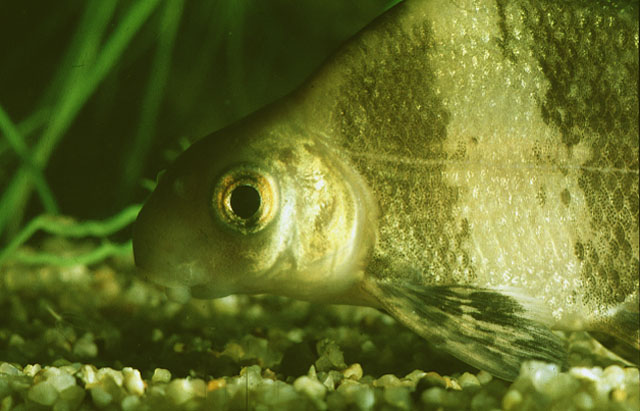 Myxocyprinus asiaticus