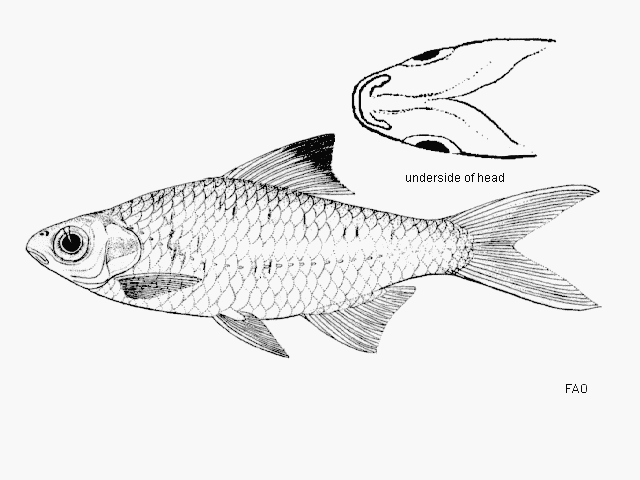 Mystacoleucus atridorsalis