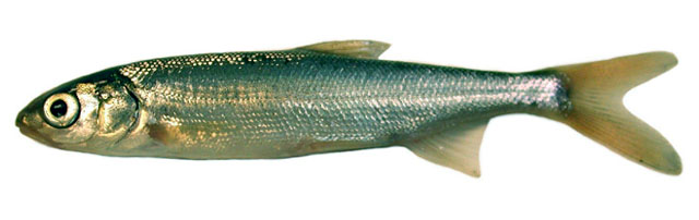 Mylocheilus caurinus