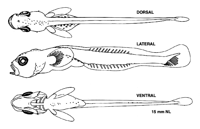 Myoxocephalus thompsonii