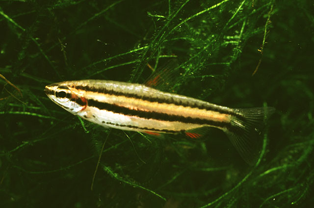 Nannostomus marginatus