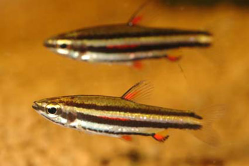 Nannostomus marginatus