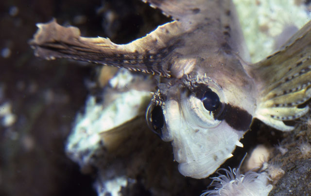 Nautichthys oculofasciatus