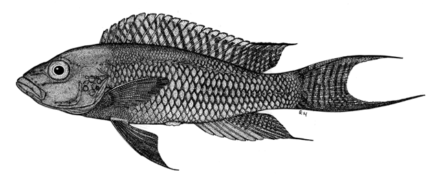 Neolamprologus chitamwebwai