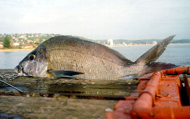 Nemadactylus douglasii