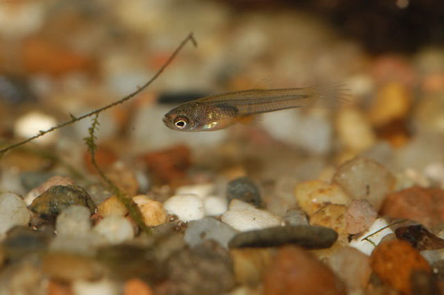 Neoheterandria elegans