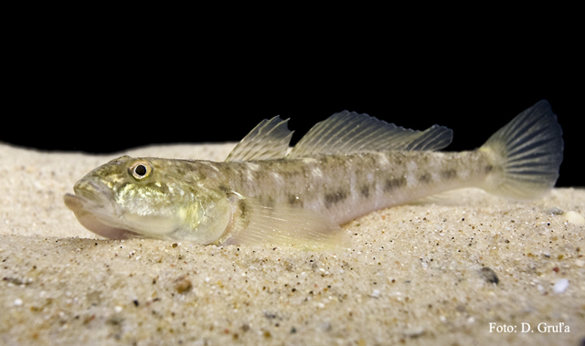 Neogobius fluviatilis