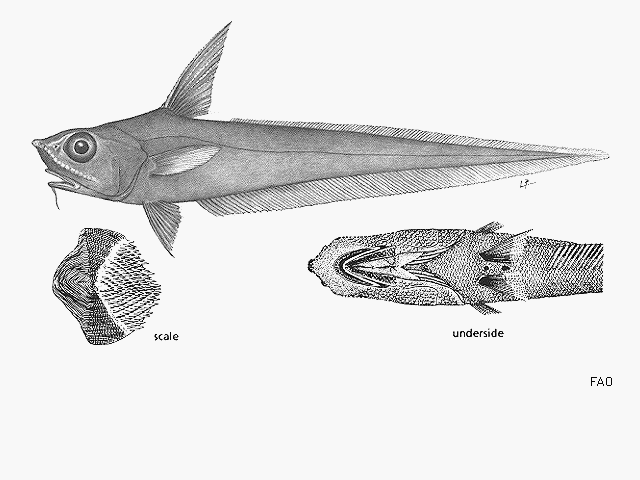 Nezumia proxima