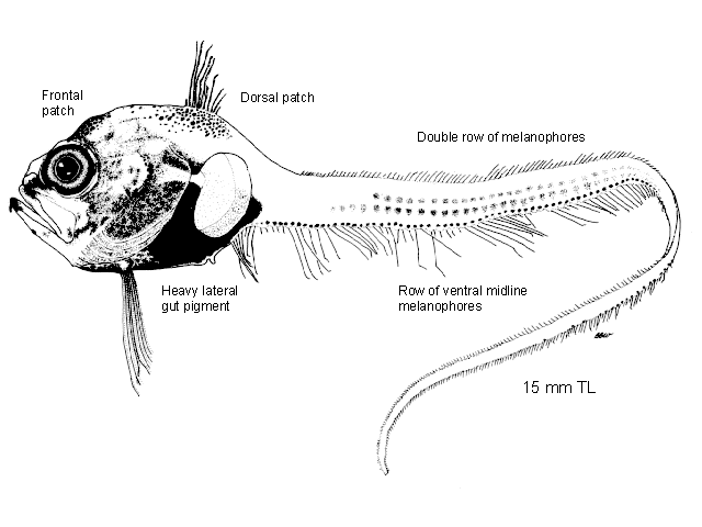 Nezumia stelgidolepis