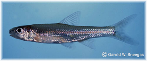 Notropis amabilis