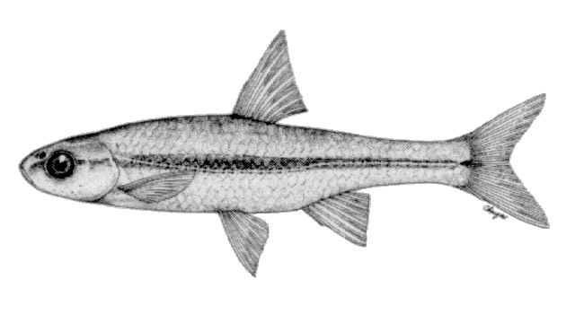 Notropis anogenus