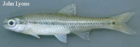 Notropis anogenus