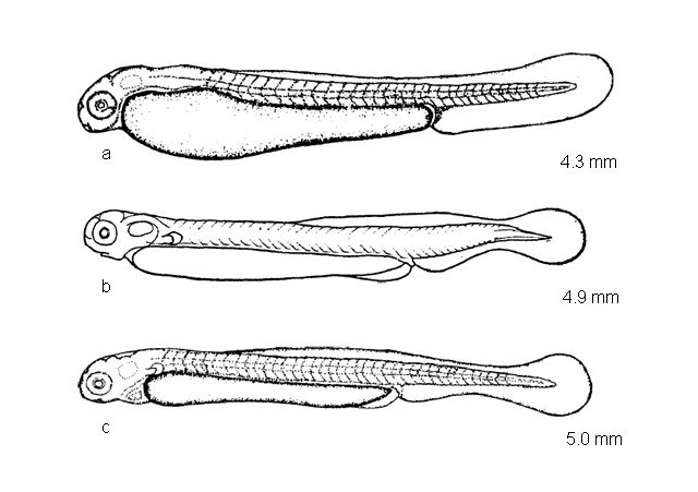 Notropis atherinoides